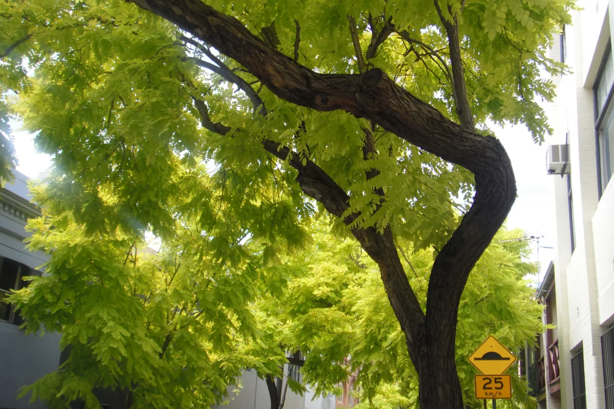 A street tree in full leaf over a Paddington back street, a few minutes from the practice.