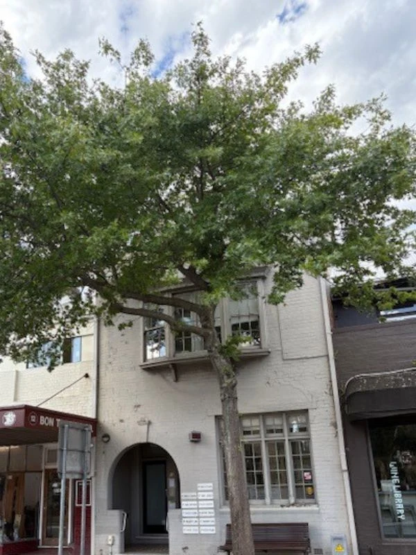 The practice on Oxford Street, Woollahra — a shopfront beneath a street tree.